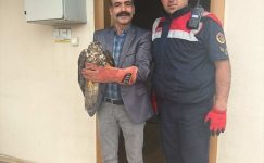 Giresun'da yaralı halde bulunan 3 kuş koruma altına alındı