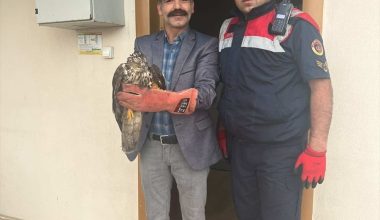 Giresun'da yaralı halde bulunan 3 kuş koruma altına alındı