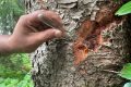 Giresun ladin ormanlarında biyolojik mücadele devam ediyor