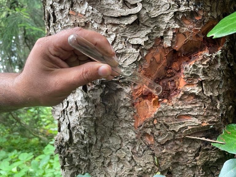Giresun ladin ormanlarında biyolojik mücadele devam ediyor