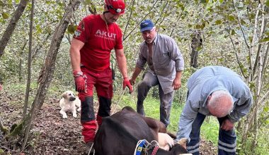 Giresun'da uçuruma düşen inek kurtarıldı