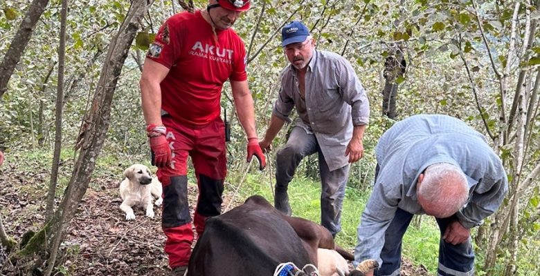 Giresun'da uçuruma düşen inek kurtarıldı