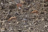 Giresun'da yaban keçisi sürüsü görüntülendi