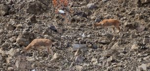 Giresun'da yaban keçisi sürüsü görüntülendi