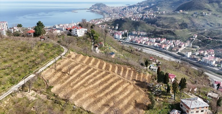 Giresun'da 3 yılda 158 dekar fındık bahçesi yenilendi
