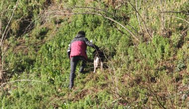 Yağlıdere'de yamaçta mahsur kalan köpek kurtarıldı