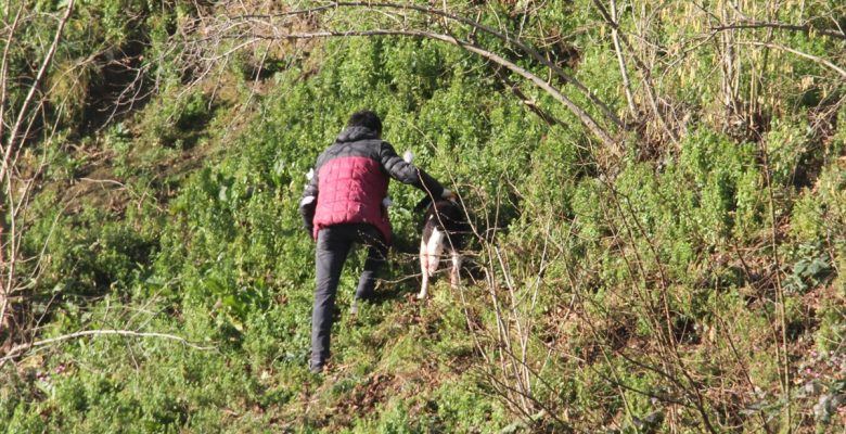 Yağlıdere'de yamaçta mahsur kalan köpek kurtarıldı