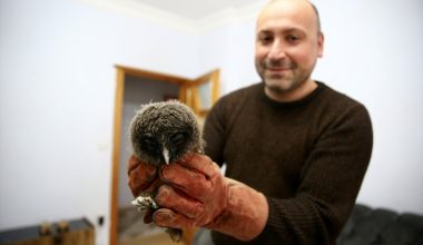 Giresun'da evin balkonunda bulunan 2 baykuş yavrusu koruma altına alındı