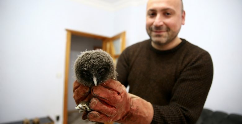 Giresun'da evin balkonunda bulunan 2 baykuş yavrusu koruma altına alındı