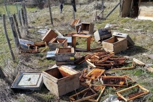 Giresun'da ayılar 107 arı kovanına zarar verdi