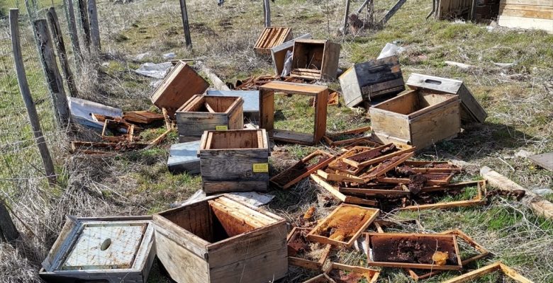 Giresun'da ayılar 107 arı kovanına zarar verdi