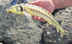 Giresun'da amatör balıkçı, oltasına takılan karaca mersin balığını yeniden denize bıraktı