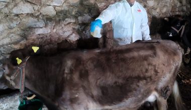 Giresun'da keneye karşı 33 bin 314 büyükbaş hayvan ilaçlandı